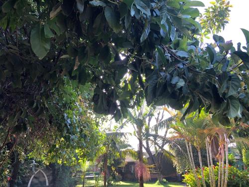a tree with green leaves in a yard at Karibu Heritage House in Arusha