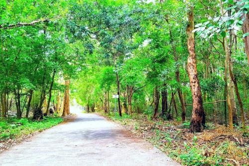 a dirt road in the middle of a forest at Résidence Le Dattier, 3 bedrooms apartment, Flic en Flac in Flic-en-Flac