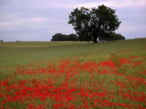 a field of poppies with a tree in the background at Monte Falperras in Mourão