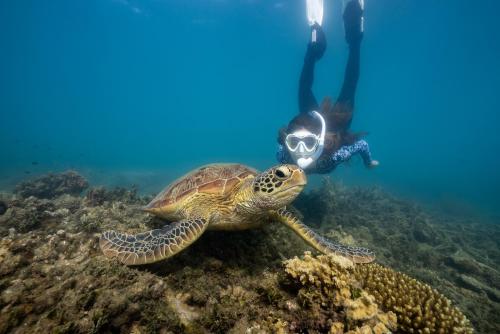 a turtle on the reef with a diver in the background at Fitzroy Island Resort in Fitzroy Island
