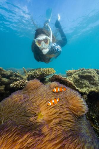 a person in a diving suit and a fish in the water at Fitzroy Island Resort in Fitzroy Island