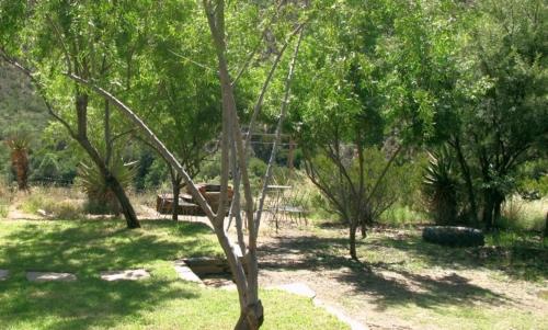 a tree in the middle of a park with trees at The Old School House in Calitzdorp