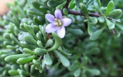a small purple flower on a green plant at The Old School House in Calitzdorp