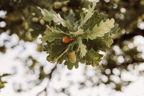 a tree branch with leaves and fruit on it at Weingut Kollerhof am Eichberg in Leutschach