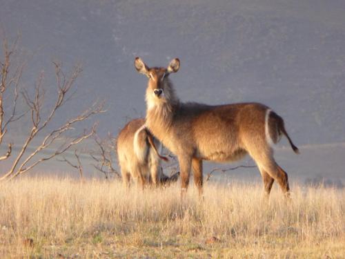 a gazelle standing in a field of grass at Kwetu Guest Farm in Swellendam