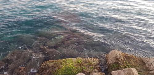 a view of the water near the shore at B&B Le Dune Beach in San Leone