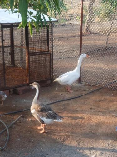 two geese are standing next to a fence at BimalFarm at Koroli Hills in Igatpuri