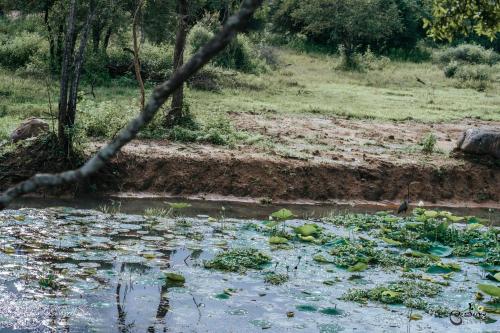 a body of water with a lot of leaves on it at Lakegala Resort in Matale