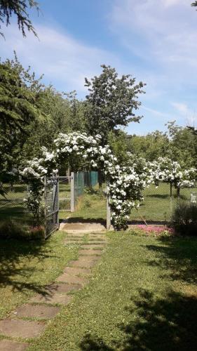 an arch covered in white flowers in a garden at B&B Mo Va Là in Budrio