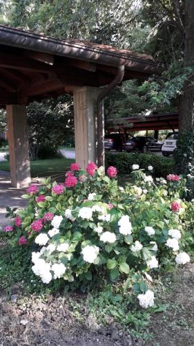 a bunch of flowers in front of a woodenilion at B&B Mo Va Là in Budrio