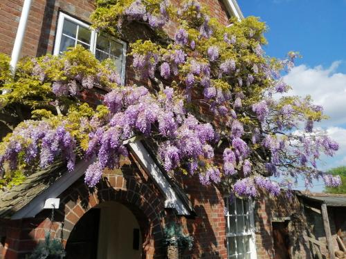 a building with purple wisterias hanging from it at Bridge Farmhouse - Eight ensuite bedrooms in Salisbury