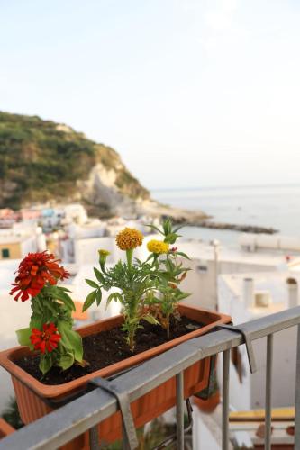 two plants on a balcony with a view of the ocean at Casa Maadry in Ischia