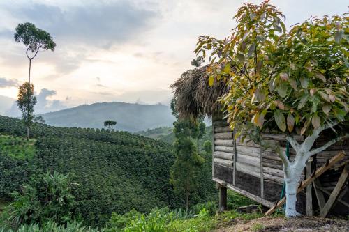 a hut on the side of a hill with a tree at Eco Hotel Glamping El Silencio in Santa Rosa de Cabal
