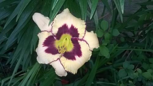 a close up of a white and purple flower at House of Flowers in Ahtopol