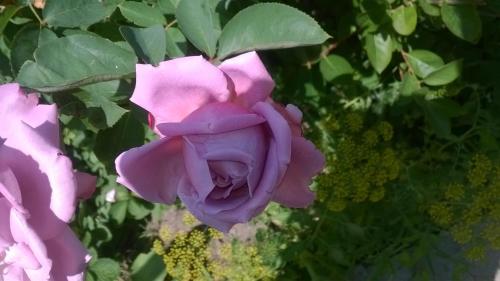 a close up of a pink rose with green leaves at House of Flowers in Ahtopol