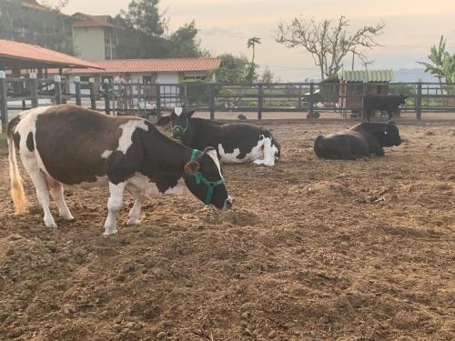 Animale la sau în apropiere de acest aparthotel