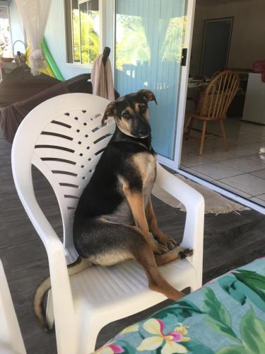 a dog sitting in a chair on a porch at LE FARE BLEU Tiputa Rangiroa in Tiputa