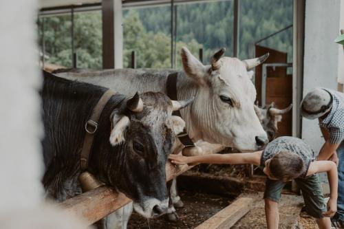 two boys are petting two cows in a barn at Gogererhof App Maria in Racines