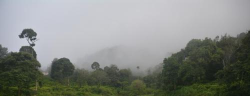 a misty forest with trees on a hill with clouds at Magnolia Estates & Resorts in Virajpet