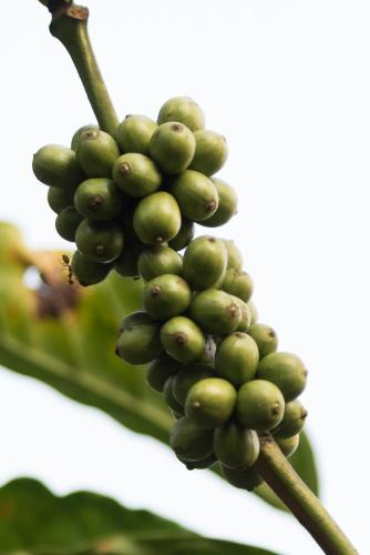 a bunch of green grapes hanging from a tree at Magnolia Estates & Resorts in Virajpet