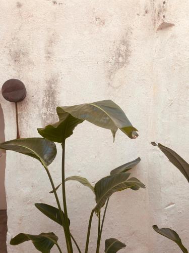 a plant with green leaves next to a wall at Corte San Giorgio in Matino