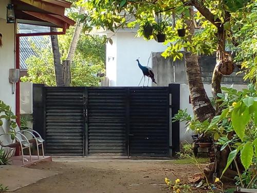 Κήπος έξω από το 4ty two Homestay Galle