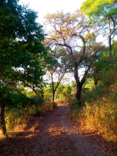 a dirt road in the middle of a field with trees at Hilltop Resort and Glamping Wai, Near Panchgani in Wai