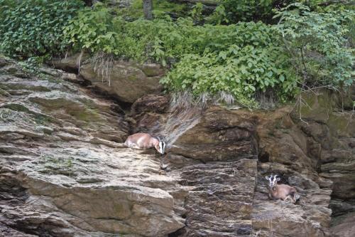 two animals laying on the rocks on a mountain at Zur Margarethenmühle - Landgasthof und Waldhotel in Döbeln