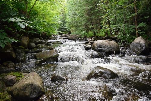 a stream of water with rocks in a forest at אוויר הרים in Kefar Weradim
