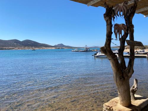 a tree sitting on the beach next to the water at George's Traditional House in Agios Georgios