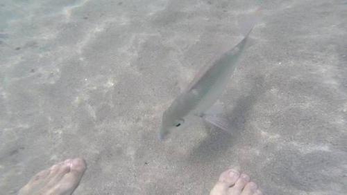 a fish on the ground next to a persons feet at Beach condos at Pico de Loro Cove - Wi-Fi & Netflix, 42-50''TVs with Cignal cable, Uratex beds & pillows, equipped kitchen, balcony, parking - guest registration fee is not included in Nasugbu
