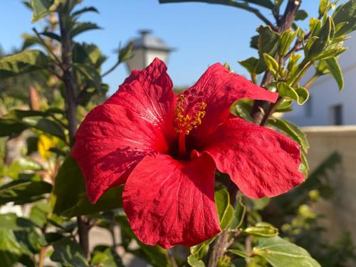 a red hibiscus flower on a tree at Casas Guemon in Zahora