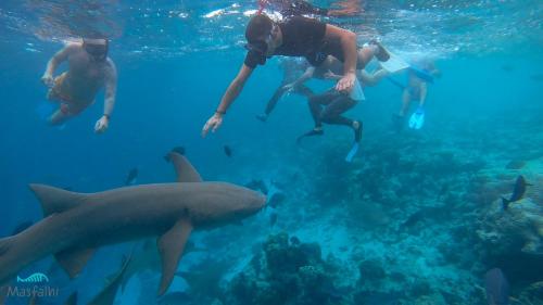 a group of people swimming in the ocean with sharks at Masfalhi View Inn in Felidhoo