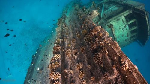 a wreck of a boat covered in seaweed in the ocean at Masfalhi View Inn in Felidhoo