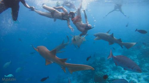 a group of people swimming in the ocean with fish at Masfalhi View Inn in Felidhoo