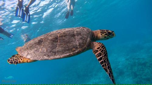a green sea turtle swimming in the water at Masfalhi View Inn in Felidhoo