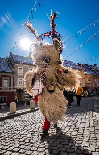 a person dressed in a teddy bear costume on a street at Apartment Luna in Ptuj