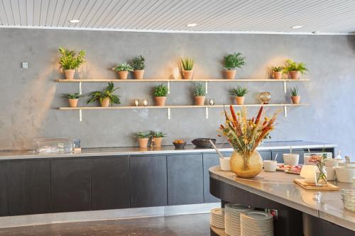 斯卡恩斯盖恩七彩酒店的一家餐厅的架子上摆放着盆栽植物。