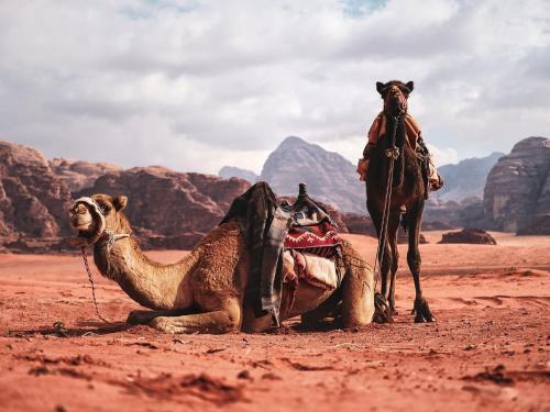 a camel standing next to a camel laying down in the desert at Wadi Rum Nights in Wadi Rum