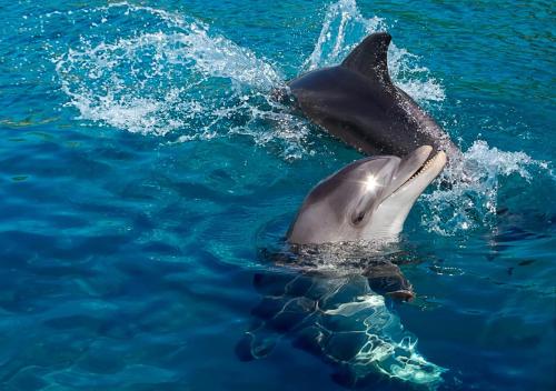 a dolphin in the water with its mouth open at Melio Hotel Eilat in Eilat