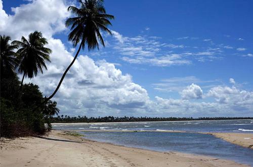 a palm tree on a beach with the ocean at Dendê Loft in Ilha de Boipeba