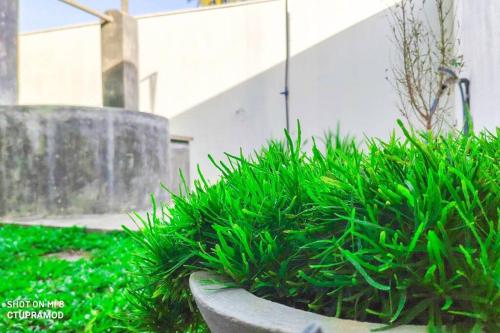 Calm House - Nature inspired private stay Mirissaにある庭