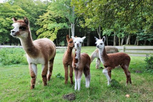 a group of llamas standing in a field at Kadyny Folwark Hotel & SPA in Kadyny