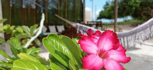 Pousada e Restaurante do Francisco في إيكابوي: وردة وردية امام السياج