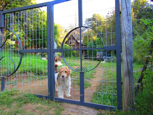 a dog is standing behind a gate at Refugio Montaña Kultrun Mawida, Mini-Cabaña con baño y cocina privada in Curacautín