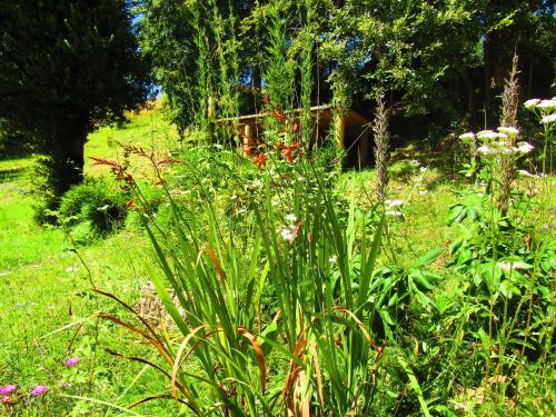 a garden with a bunch of plants in the grass at Refugio Montaña Kultrun Mawida, Mini-Cabaña con baño y cocina privada in Curacautín