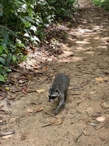 a raccoon walking down a dirt road at Hotel El Colibri Rojo - Cabinas - Le Colibri Rouge in Cahuita