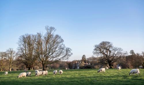 a herd of sheep grazing in a field at Chilston Park Hotel in Maidstone