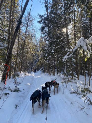three dogs walking in the snow in the woods at Pourvoirie du Lac Blanc in Saint-Alexis-des-Monts