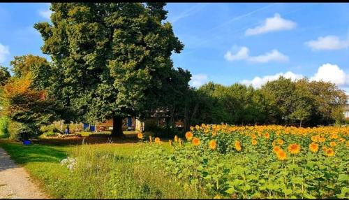 un champ de fleurs devant un arbre dans l'établissement Gite de Rosaraie, à Beaulieu-sur-Sonnette